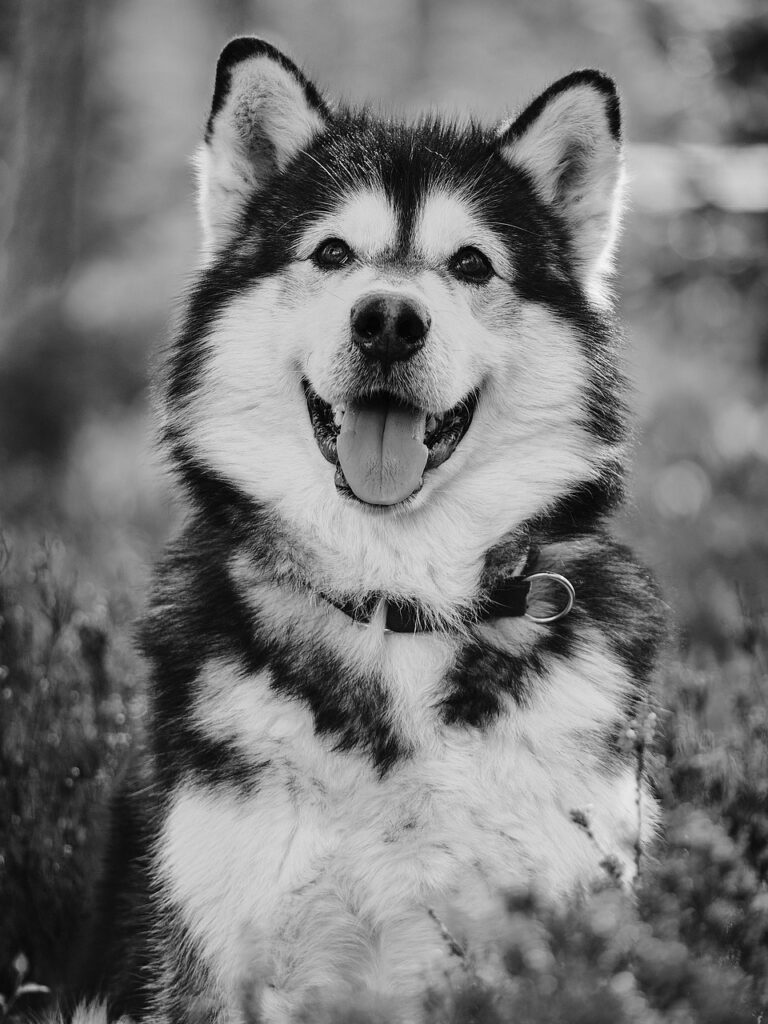 dog, canine, cute, pet, malamute, alaskan, portrait, fur, domestic, animal, mammal, sled dog, sweet